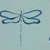 Marine Blue Wallpaper with Large Dragon Flies by Scion